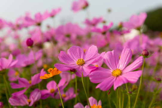 格桑花