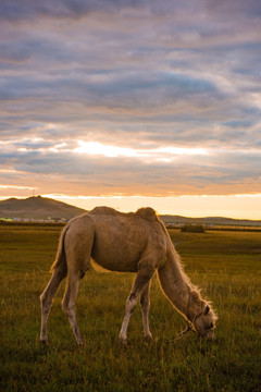 日出草原骆驼
