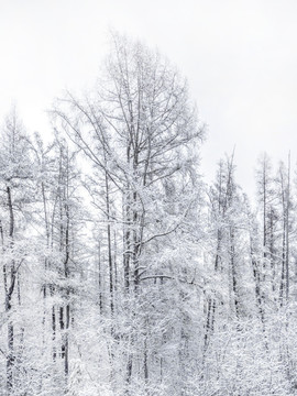 冬天雾凇 冬天树挂