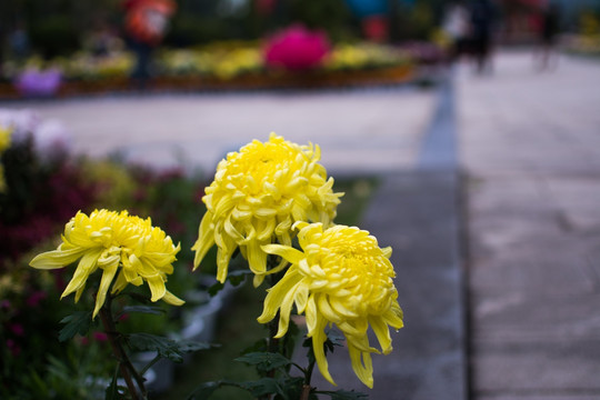 菊4586