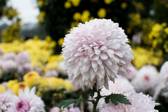 菊4600