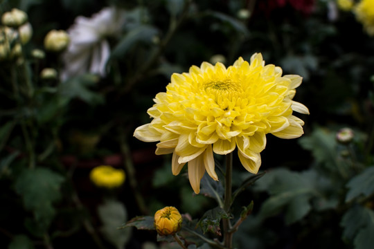 菊4610