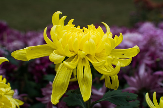 菊4632