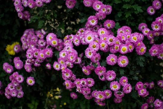 菊4653