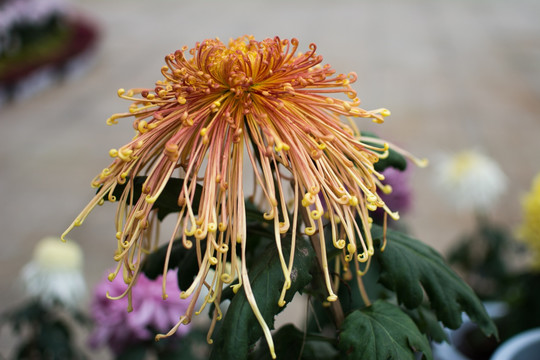 菊4668
