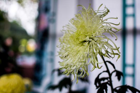 菊花4674