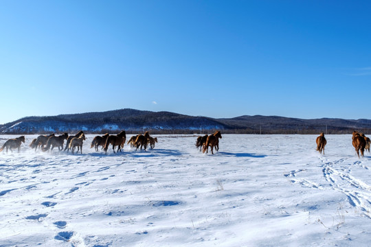 雪原马群