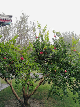 大红石榴树