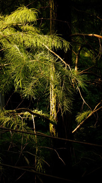 水杉 夏天 摄影 森林 植被