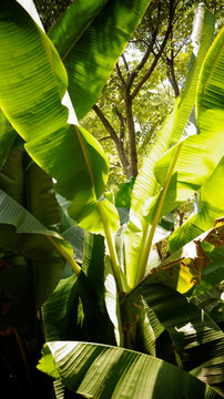 芭蕉 树叶 绿叶 摄影