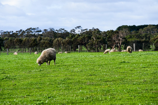 澳洲牧场绵羊