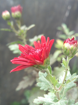 花