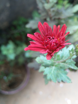 花
