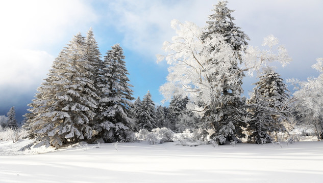 雪地松岭