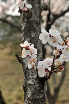 白色花