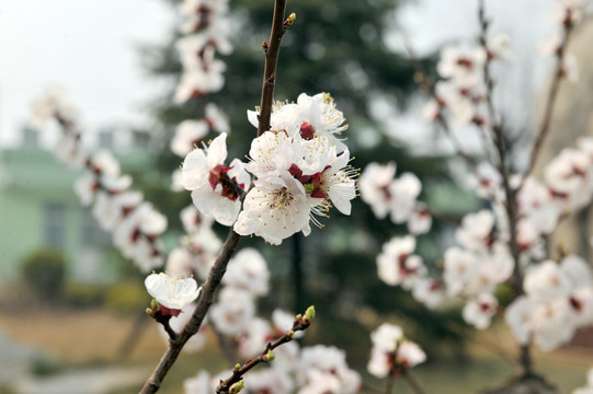 杏花 白色杏花