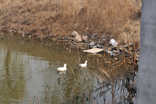 水塘边鸭子