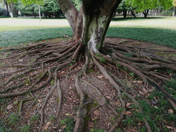粗壮的大树根