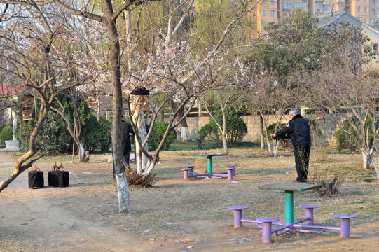 公园遛鸟 晨练 休闲娱乐