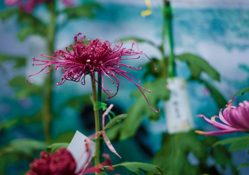 菊花展