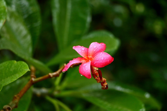 鸡蛋花