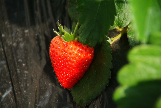 大棚草莓1