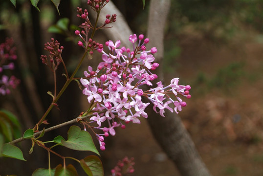 桃花