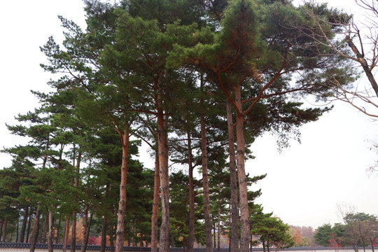 松树
