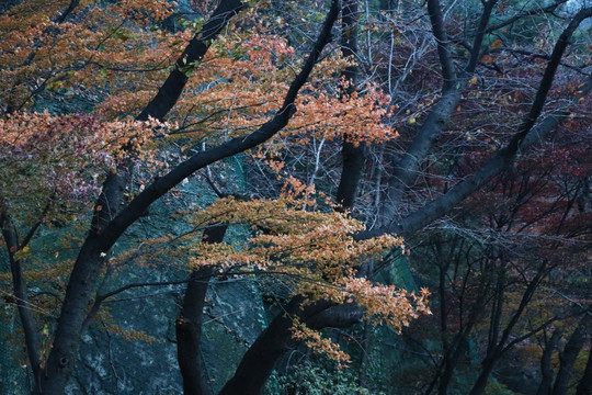红叶