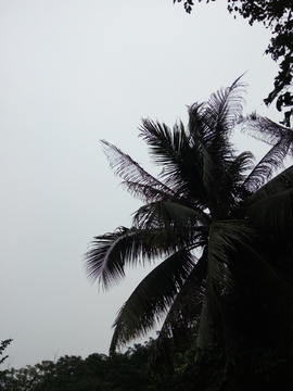 天空椰子树