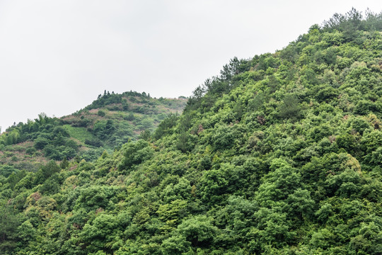 青山