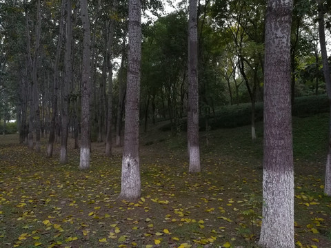 林间秋色
