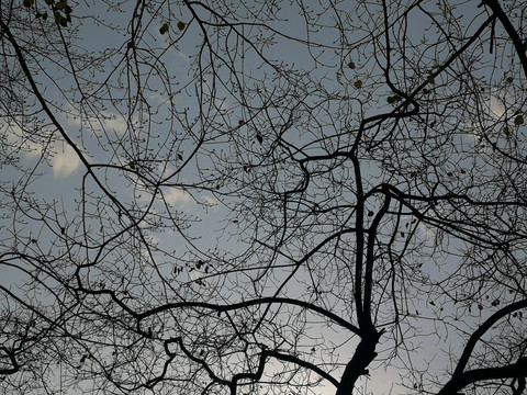 树干 枝杈 剪影 冬天