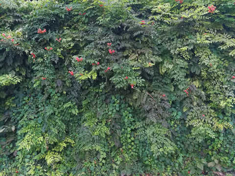 绿植墙 喇叭花