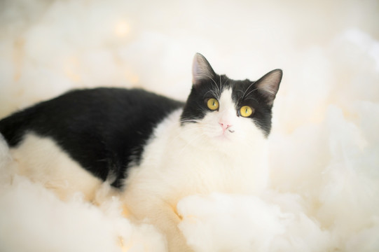 猫