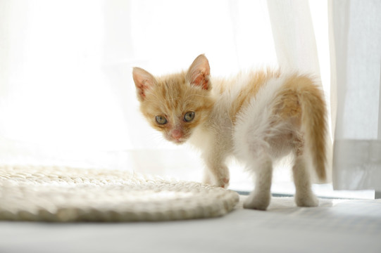 猫咪