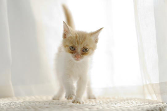 猫咪