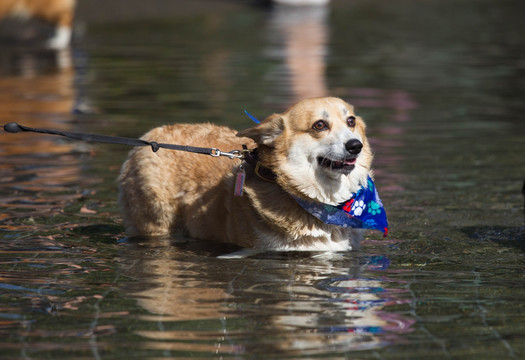 柯基犬