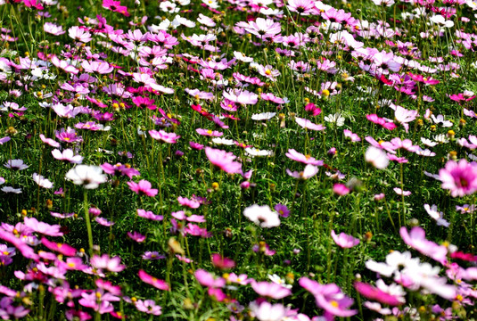 波斯菊 菊花花海