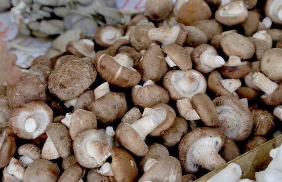 一堆香菇
