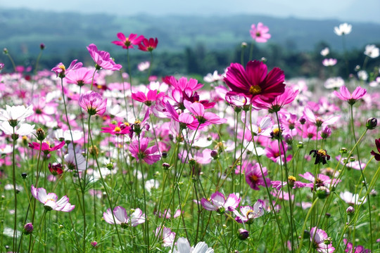 盈江格桑花花海