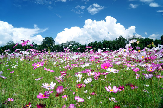 盈江格桑花花海