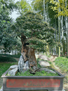 榆树盆景展览
