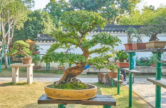高清盆景