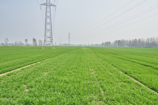 麦苗 青青麦田 高清大图