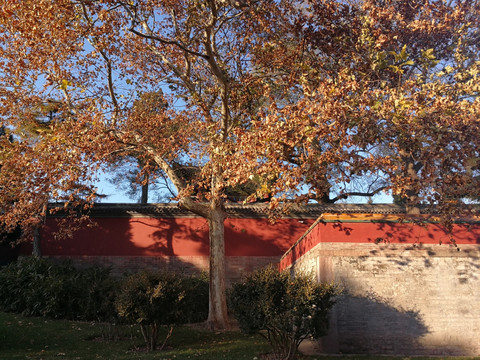 秋色 园林 红墙 红叶