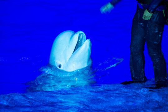 白海豚