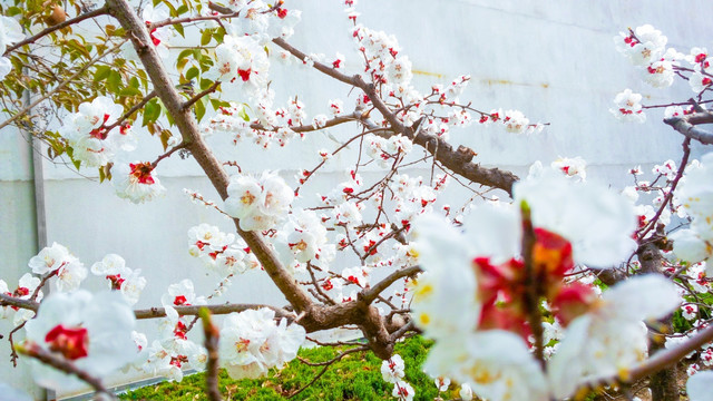 白色杏花 果树花