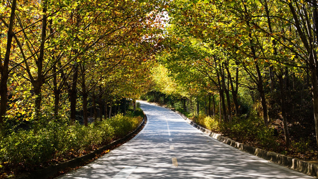林间柏油路