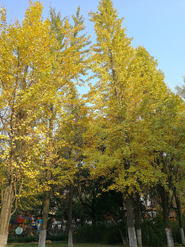 银杏树